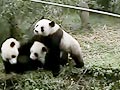 Ice blocks help pandas stay cool in heat wave