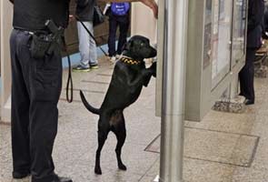 Bomb-sniffing dogs named after 9/11 victims