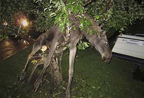 'Drunk' Swedish moose found stuck in tree 
