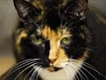 Cat missing for five years found 1800 miles away
