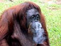 No more cigarettes for smoking Malaysian orangutan