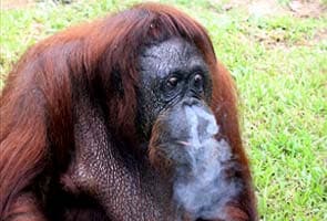 No more cigarettes for smoking Malaysian orangutan