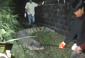 Crocodiles escape from a flooded farm in Thailand