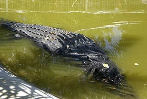 Captured giant crocodile not eating, checked for stress