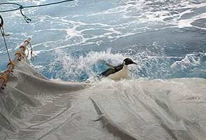 'Happy Feet' penguin released south of New Zealand