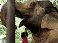 Thai elephant steps on land mine in Myanmar