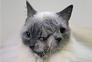 Cat with 2 faces lives 12 years, sets record 