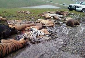 18 tigers, 17 lions killed after owner commits suicide