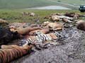 18 tigers, 17 lions killed after owner commits suicide