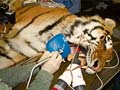 Dentist performs root canal on 300-pound tiger