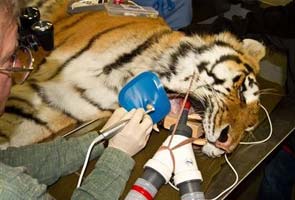 Dentist performs root canal on 300-pound tiger