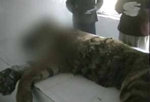 India's last Siberian tiger dies