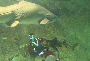 Santa seen swimming with sharks in aquarium