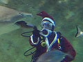 Santa seen swimming with sharks in aquarium