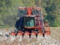 Cotton production goes down by 80% in Guntur