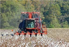Cotton production goes down by 80% in Guntur 