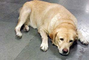 Dog sniffs out heroin worth Rs 1.5 crore at Mumbai airport 