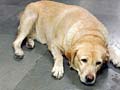 Dog sniffs out heroin worth Rs 1.5 crore at Mumbai airport