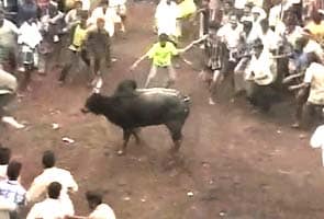 Mired in legalities, Jallikattu festival kicks off in Madurai Mired in legalities, Jallikattu festival kicks off in Madurai