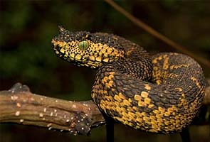Meet the world's newest snake