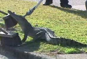 Crocodile sneaks into Australian family's living room