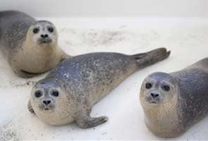 Dutch nursery cares for slew of orphaned seal pups