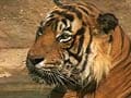 Tigers: Still in Hiding?
