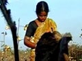 Farmer suicides on the rise in Andhra: 157 deaths in two months