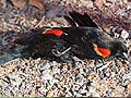 Blackbirds fall dead from the sky in Arkansas again