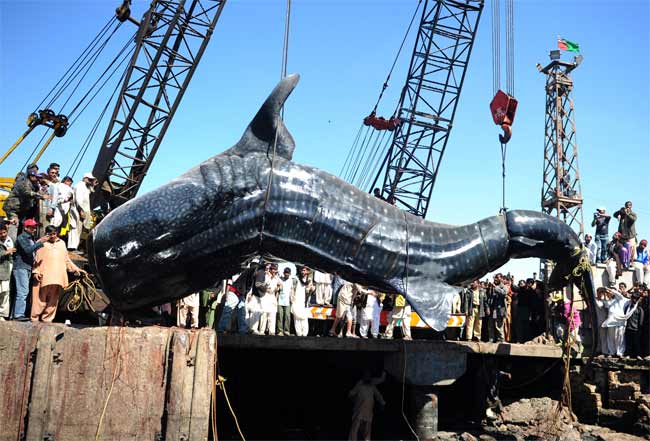 Pakistan fishermen catch giant 7000 kg whale shark