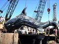 Pakistan fishermen catch giant 7000 kg whale shark
