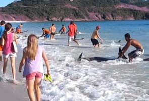Sunbathers in Brazil rescue 30 beached dolphins
