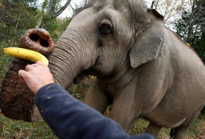 Three elephants will fly by private plane. Jumbo jet?