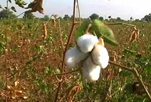 Vidarbha farmers, widows to 'mourn' decade of BT cotton