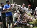 20 kgs of plastic in dead giraffe: Indonesian zoo