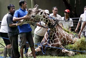 20 kgs of plastic in dead giraffe: Indonesian zoo  