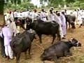 Anti-cow slaughter Bill in next Karnataka Assembly session