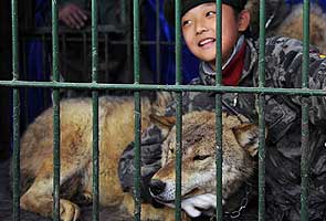 Girl, 9, locked in cage with wolves by dad