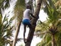Kerala man has turned coconut plucking into a hi-tech job