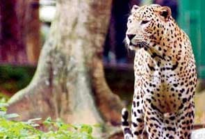 Three leopard cubs found near railway yard