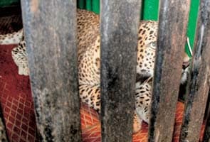 Leopard enters Mumbai school, captured after being lured by a hen