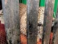 Leopard enters Mumbai school, captured after being lured by a hen