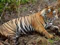 E-eye to keep a tab on tigers in Corbett