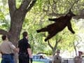 Bear wanders onto US university campus, moved to mountains