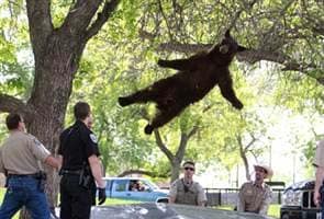 Bear wanders onto US university campus, moved to mountains 