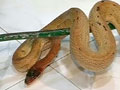 Man comes to hospital with poisonous snake which bit him