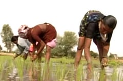 China allows import of Indian basmati rice
