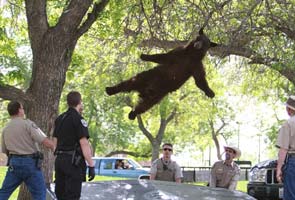  Colorado's famous 'falling' bear killed by car