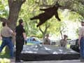 Colorado's famous 'falling' bear killed by car