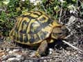 Man asks thieves to return 93-year-old tortoise